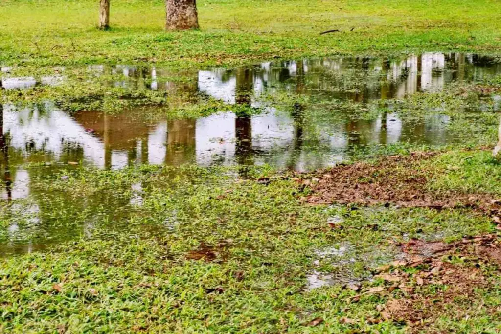 Kišni vrt u odnosu na činjenice o tradicionalnom vrtu