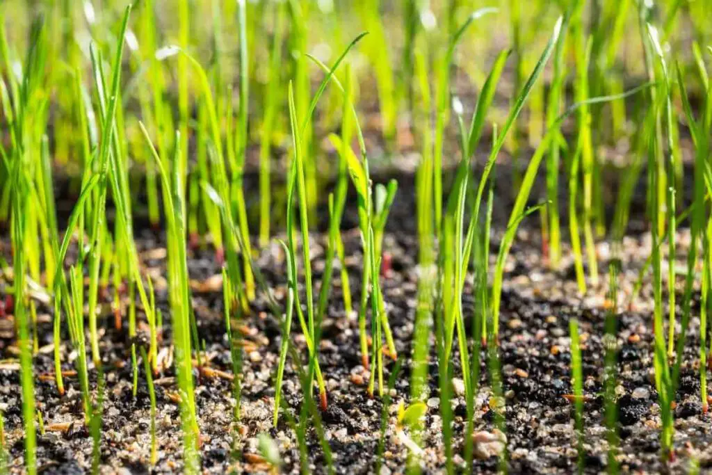 Hoće li sjeme trave rasti bez pokrivanja?