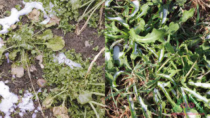 Umiru li korovi zimi Savjeti za sprjecavanje korova u vrtu AgroPower Vrtni alati i strojevi