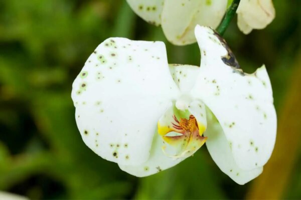 Zasto lisce moje orhideje postaje zuto sa smedim pjegama AgroPower Vrtni alati i strojevi