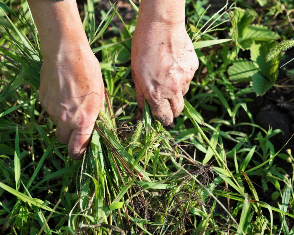 cvfsdgn AgroPower Vrtni alati i strojevi