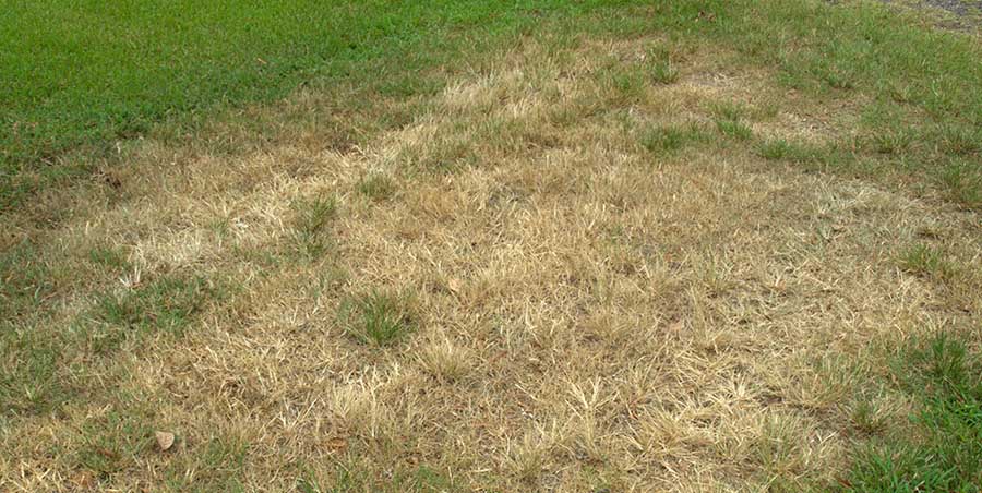 Jesam li stavio previse gnojiva na svoj travnjak Znakovi i AgroPower Vrtni alati i strojevi